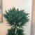 56” Cypress Topiary Tree w/ Black Planter UV Resistant-Indoor/Outdoor 7 thumbnail