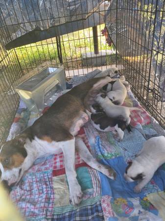 Mama and pups (Temple)63839343393665120