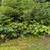 Tree service,retaining walls,patios,brush removal and so much more!!! 9 thumbnail