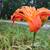 Flowers 1 thumbnail
