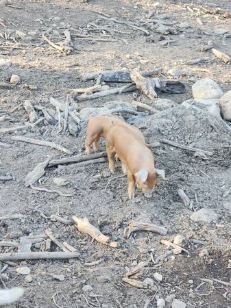 Weaner piglets pigs - $225 (Yacolt)63471144378115123