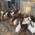 chickens 2 thumbnail