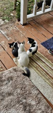 Mom cat and kittens looking to be rehomed (Vancouver)63916334051074122