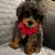 🐩 Mini Poodle Puppies – Rehoming Fee (Richmond, CA) 2 thumbnail