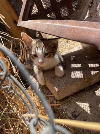 HELP TO RE-HOME 2 KITTENS63679359462273124