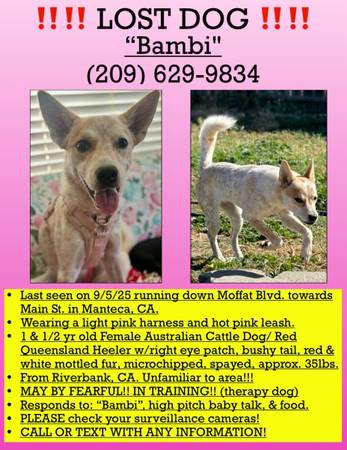 Bambi is still missing!!!! (Manteca)64163431892482120
