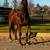 Papered 15yr old gelding for sale 4 thumbnail