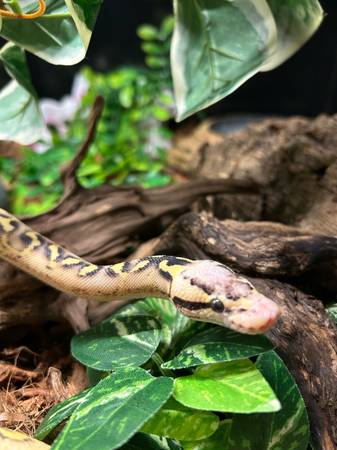 ball python (Vancouver)63895842434819123
