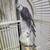2 Breeding-Ready Cockatiels 2 Yrs & 1 Yr Old - Bring Your Cage 1 thumbnail