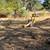 Dosko stump grinder for sale 6 thumbnail