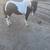 Pony gelding 2 thumbnail