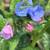 PERENNIALS - Fall Planting 22 thumbnail