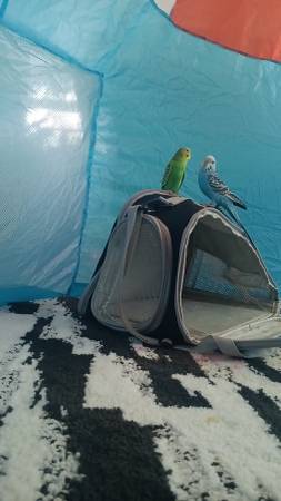 2 parakeets (North Bend Ne)63886911169793121