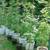 Potted Japanese Maple Trees 1 thumbnail