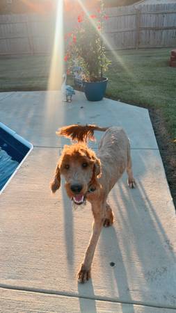 Rehome lucy goldendoodle (Cullman)63660349857921120