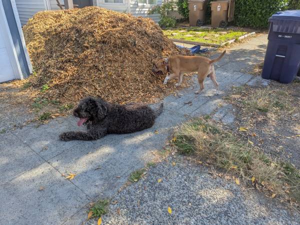 encontraron un Pitbull y un Doodle de pelo negro (juntos) (colina)63750271480705121