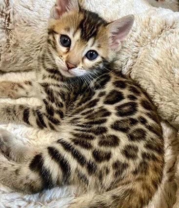 Bengal activeKitten 1