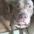 3 year old pitbull 4 thumbnail