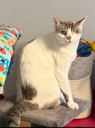 Rehoming Sweet Cat63836589778179121