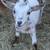 Flashy Female Dwarf Goat 1 thumbnail