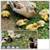 Welsh Harlequin Duck, Hatching Eggs 1 thumbnail