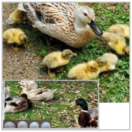 Welsh Harlequin Duck, Hatching Eggs 1
