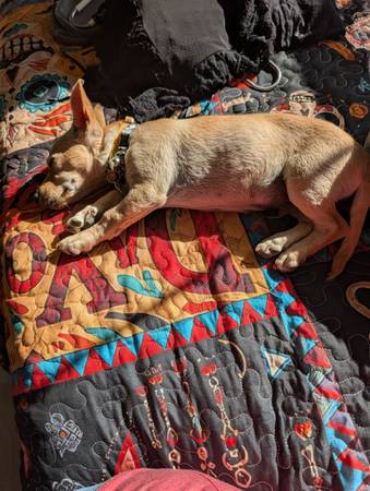 Need to re home my puppy (Hollister)