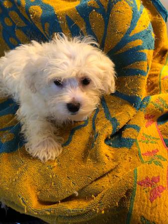 Maltese puppy (Lexi) (Aurora)63921364747522121