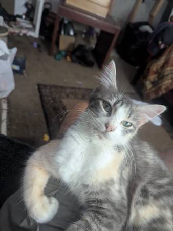 Gata mamá y gatitos gratis (Tigard)63842371225859124