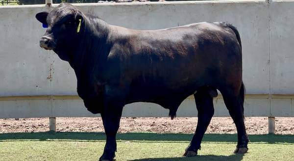 Brangus Bull Sale or Lease 1