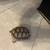 Sulcata Tortoise 2023 2 thumbnail