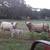 Cattle 2 thumbnail