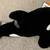 Vintage SeaWorld Killer Whale Orca Plush 15" - 2000 w/ Tags 2 thumbnail