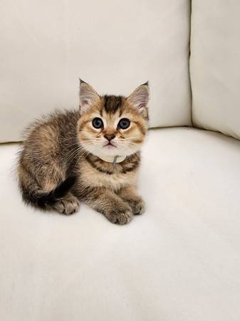 Ruga muffin mix 7 week old female kitten message me for price (Everett)63885717786627123