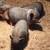 Mini pigs 2 thumbnail