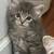 Kitten(Miane coon + Norwegian Forest mixed) 2 thumbnail