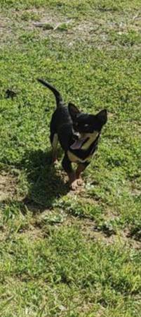 Chihuahua(male) 1