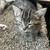 Kittens 10 weeks old 3 thumbnail
