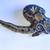 Ball python collection 12 thumbnail