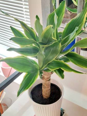 Plant with large leaves in white ceramic pot 1