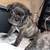 Small Puppies (FRUG)Frenchie Mixed 2 thumbnail