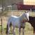 2024 Rare Smokey SilverPintaloosa Gypsy Vanner 3 thumbnail