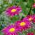 Perennial Painted Daisy Seeds 2 thumbnail