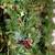 Christmas Garlands. Higher quality & design. Single or group pricing 18 thumbnail
