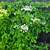 🌱Last Climbing White Hydrangea in 1 gal. Pot Climbing Vine Patio Garden 11 thumbnail