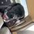 Lost my dog. Black and white mix 5 thumbnail