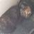 Cat with kittens needs home 5 thumbnail