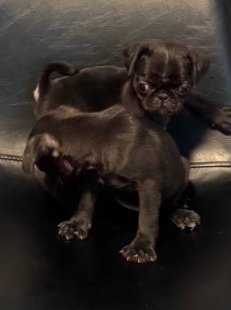 Pug pups females 1