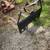Skid steer / tractor quick change forks 2 thumbnail