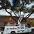 JUAN PALMAS LLC 🪵TREE CUT DOWN➖STUMP GRINDING🌴REMOVAL🌳TRONCOS🌲PALM 2 thumbnail